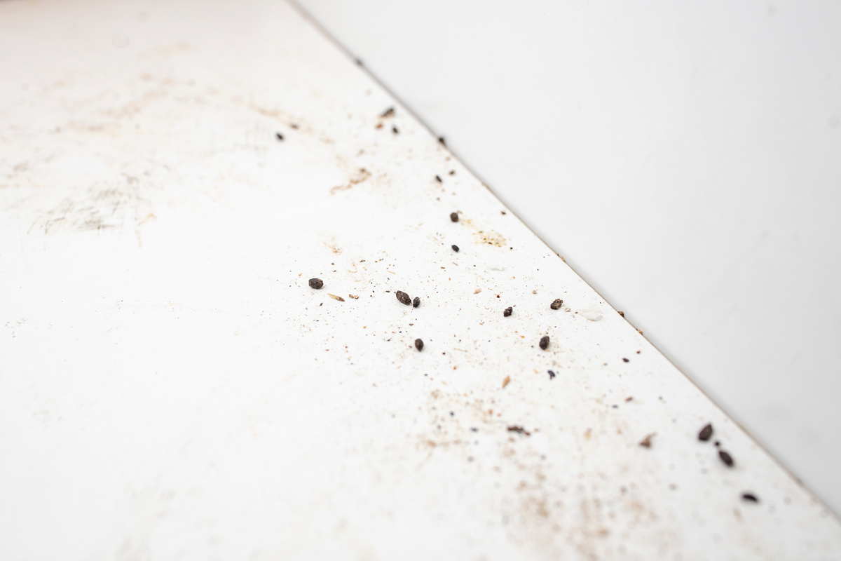 Mouse Droppings in Vandalia Ohio